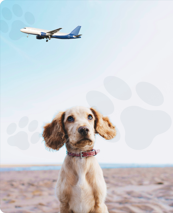 Pet 